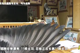 信鸽鉴赏：顶级育种雌鸽，福洛英格斯血统！视频封面