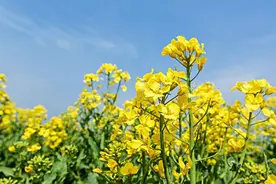 十二首菜花的诗词，乘着春风，游荡在浪漫又诗意的春天里图片
