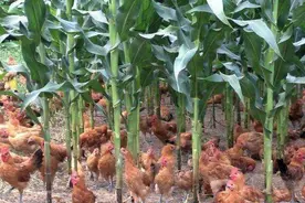 玉米地里散养鸡，不但玉米高产鸡还健壮，真是一举两得的好事啊！图片