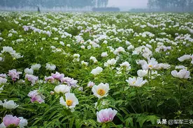 种植油中贵族凤丹牡丹发家致富，真的是黄粱一梦吗？图片