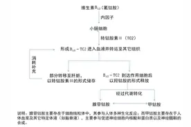 维生素B12缺乏，该如何补充？这篇文章说清了图片