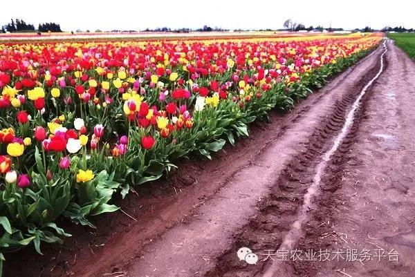 杀菌剂混用配方及注意事项！