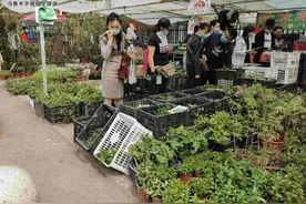 "阳台经济"渐热 乌鲁木齐花卉市场菜苗热销图片