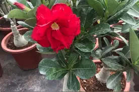 沙漠玫瑰实际是多肉植物，养护要注意这些点，养好很容易图片