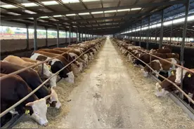 养牛赚钱吗？养牛10只一年利润多少？养牛的利润与成本详解图片