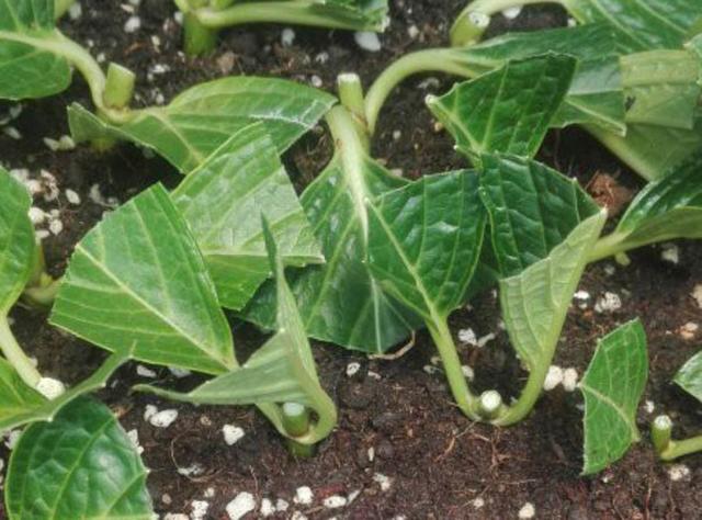 绣球花扦插记住2个原则，半个月就生根，养一盆活一盆