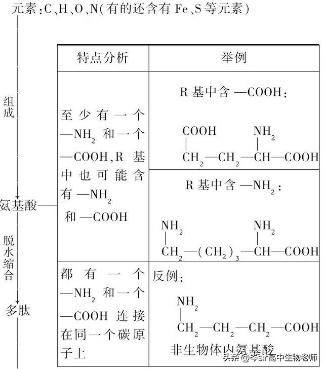 高中生物 重点知识梳理 蛋白质结构和功能