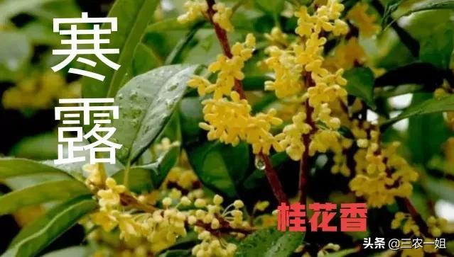 今天寒露，即“无禄”犯“红沙”日，是啥意思？今年寒露不好吗？