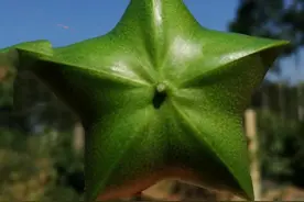 神秘而古老的热带植物sacha inchi美藤果 印奇美藤果油图片