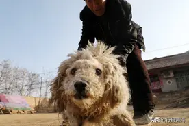 城里孙女把宠物狗狗送到农村爷爷家寄养，1年后看狗狗活成啥样子图片