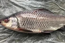 这12种鱼，早就上了“黑名单”，钓到了不要再放了图片