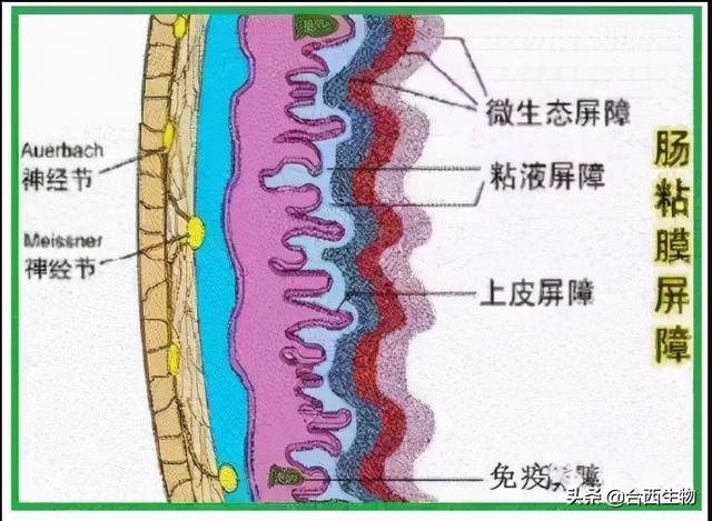 后生元—是什么？比益生菌好在哪里？