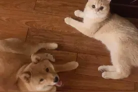 柴犬百科｜柴犬可以和猫咪一起养嘛？图片