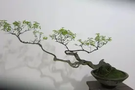 植物养殖技巧：黄荆盆景的制作与养护经验图片