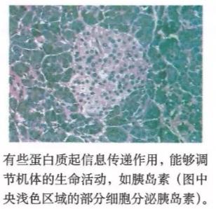 碳基生物是怎么回事？「高中生物讲解」1.2.4-1.2.5