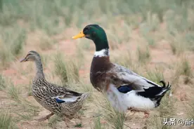 肉鸭厂喂料器和饮水器应怎样使用？图片