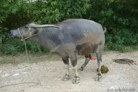 三亲三不亲，三亲指哪三亲？三不亲指的是谁？图片
