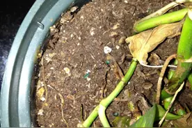 土壤结块，土面泛白，难怪植物会叶黄枯萎，教你一招轻松解决图片