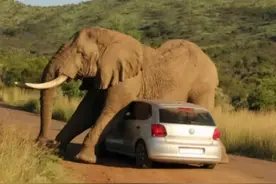 暴走的非洲公象究竟多恐怖？踢死狮王，蹂躏犀牛，凭的全是蛮力？图片