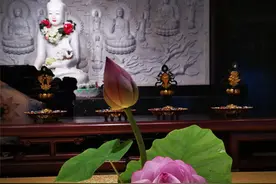 千年古寺的千叶莲，太美丽了，看一眼身心都被治愈了图片