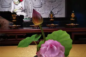 千年古寺的千叶莲，太美丽了，看一眼身心都被治愈了图片