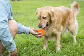 养狗“首选”这6种品种，不仅温顺，还好养图片