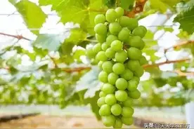 阳光玫瑰幼树管理，障碍到底在哪里？很多人不知道这几点视频封面