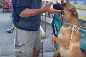 河南：大叔的狗狗一降再降，最后480卖给“喂家”，狗贩：喂个球图片