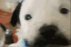 二哈怀孕生下独子，长大后模样却让人难以接受：你爹到底是谁？图片