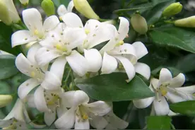 九里香不开花，是5点惹的祸，你知道是啥吗？图片