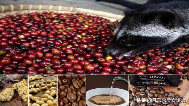 几千元一斤的猫屎咖啡是怎么来的？真是“猫拉出来的屎”？