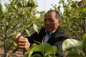 5月份梨树管理七字歌,简单实用效果好图片