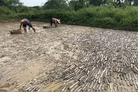 大有钱途？广西博白一农民秋天种甘蔗，还种得很密，村民难以接受图片