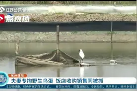 夫妻专掏野生白鹭蛋，饭店收购销售 常州溧阳捣毁一非法售卖鸟蛋产业链图片