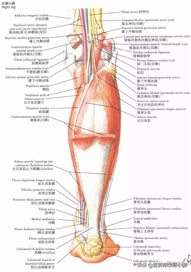 大腿是什么骨头