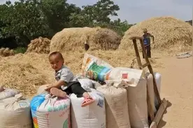 河南的朋友们，小时候农村收麦子的场景你还记得吗？图片