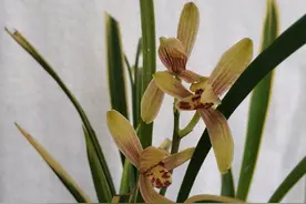 求助兰花大神们，我的兰花盆栽长满了蘑菇怎么回事？图片