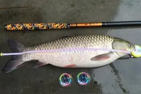 本汀金迦潘硬弓6米3之渔获来袭图片