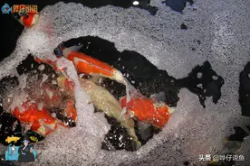 到底该不该给鱼缸配滤桶？不吹不黑，很多观赏鱼玩家对滤桶有误解图片