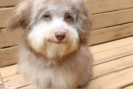 狗狗长相诡异，天生拥有一张人脸，出街曾把路人吓到图片