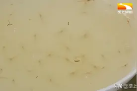 从海里到养殖池，海虾淡水怎么养？虾苗如何才能克服“水土不服”图片
