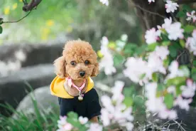 春天是狗狗发病的高峰期，这些防护措施要做好图片