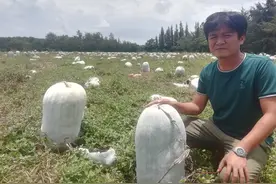 文昌龙楼镇千亩白皮冬瓜滞销！有人收吗？在线等，挺急的图片