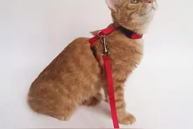 猫本来是逮老鼠的，可现在许多猫老被绳子拴着图片
