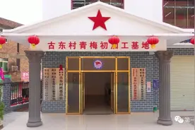 高山青梅竞风光“网红”村屯茶飘香图片