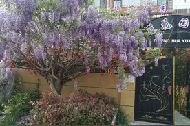 随笔系列三十：紫藤花图片