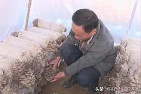 小菌棒长出“致富菇”——积石山县柳沟乡阳山村食用菌试种成功图片