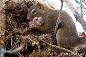 25张完美捕捉父母爱的「动物亲子照」图片