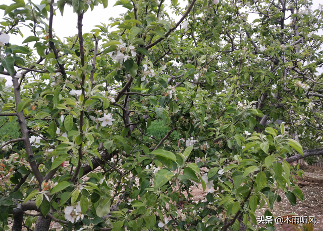 苹果膨大期，用什么肥料好？你是否了解？