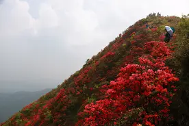 清远佛冈通天蜡烛，杜鹃花海即将绽放，徒步露营好去处图片